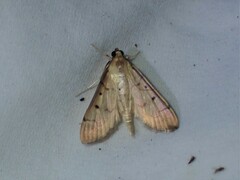 Herpetogramma bipunctalis