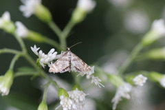 Petrophila canadensis