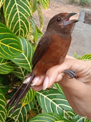 Ramphocelus carbo
