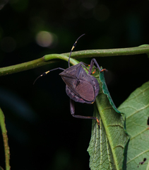 Pachylis laticornis