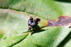 Prochoreutis