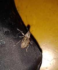 Pantomorus cervinus