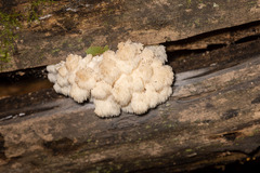 Hericium americanum