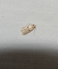 Scythropiodes issikii