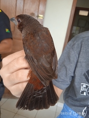 Ramphocelus carbo