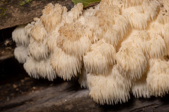 Hericium americanum