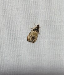 Olethreutes griseoalbana