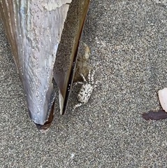 Ocypode occidentalis