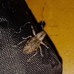 Pantomorus cervinus