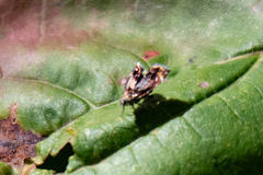Prochoreutis