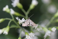Petrophila canadensis