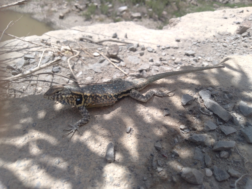 Couch's Spiny Lizard from Santa Catarina, N.L., México on April 29