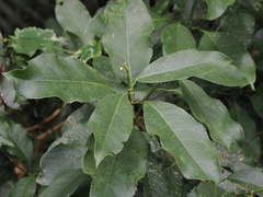 Turpinia formosana
