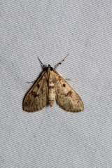 Palpita