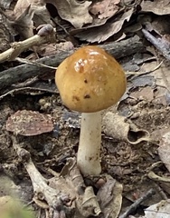 Limacella