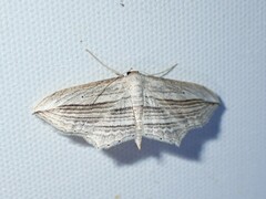 Arcobara multilineata