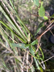 Billardiera mutabilis