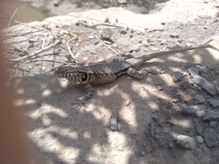 Sceloporus couchii