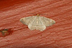 Macaria minorata