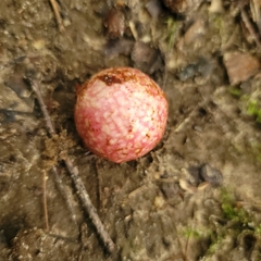 Amphibolips quercusjuglans