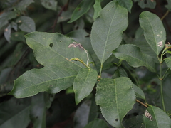 Turpinia formosana