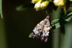 Choreutis