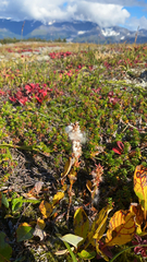 Salix arctica