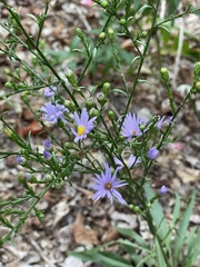 Symphyotrichum oolentangiense