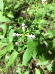 Stachys tenuifolia