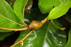 Zapatella quercusphellos