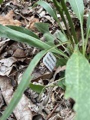Symphyotrichum oolentangiense