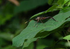 Leptoglossus gonagra