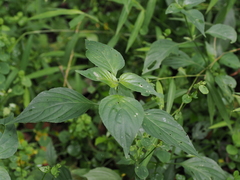 Dicliptera chinensis