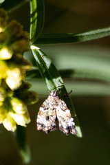 Choreutis
