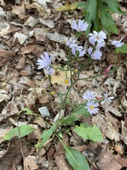 Symphyotrichum oolentangiense