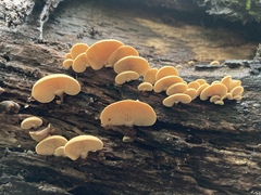 Crepidotus crocophyllus