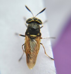 Hoplitimyia mutabilis