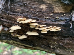 Crepidotus crocophyllus