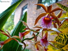 Phaius