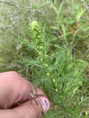 Artemisia biennis