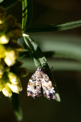 Choreutis