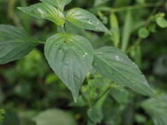 Dicliptera chinensis