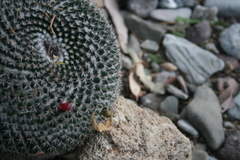 Mammillaria perbella