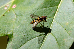 Syrphus rectus
