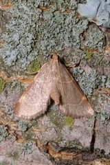 Hypsopygia