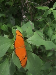 Dryas iulia moderata
