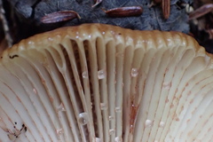 Lactarius helvus