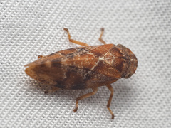 Aphrophora