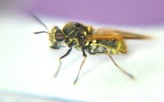 Hoplitimyia mutabilis