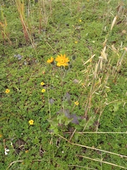 Simsia amplexicaulis